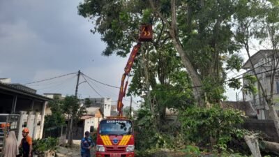 Antisipasi Bencana Alam, Dishub Kolaborasi Bareng BPBD Pangkas Pohon Rawan Tumbang