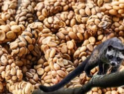Inilah! 5 Kopi Termahal di Dunia, Harganya Capai Rp 38 Juta/Kg Kamu Pernah coba?