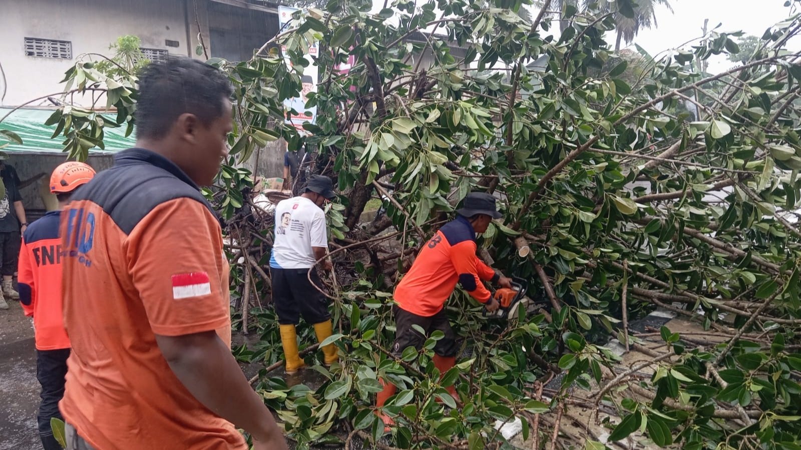 Sejumlah personel BPBD Kota Sukabumi saat mengevakuasi pohon tumbang di Jalan Pemuda RT 05/05 Kelurahan/Kecamatan Citamiang, pada Rabu, 20 November 2024. Pusdalops PB BPBD Kota Sukabumi for HALOSMI.