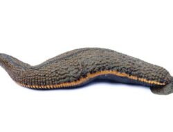 Kenali, Hewan yang Sering Muncul Saat Musim Hujan