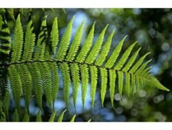 Wow! Tanaman Ini Efektif Loh untuk Cegah Jamur Dirumah