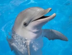 Daftar Hewan yang Dikenal Cerdas dan Memiliki Ingatan Paling Kuat, Apa Saja?