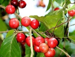 Terdengar Asing, Ternyata Buah Lobi-lobi Ini Memiliki Banyak Manfaat Loh!