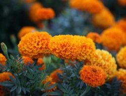 Musim Hujan Rumah jadi Banyak Lalat? Ini Dia Tanaman Pengusirnya!