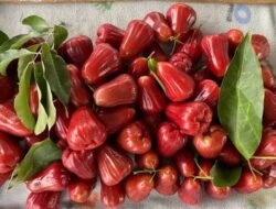 Simak! Ini Nutrisi yang Tak Terduga dalam Buah Jambu Air