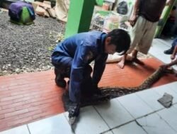Periode Januari-November, Damkar Kota Sukabumi Berhasil Evakuasi 109 Ular