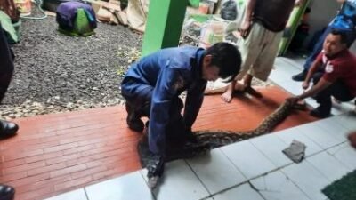 Tim Animal Rescue Damkar dan Penyelamatan Dinas Satpol PP Kota Sukabumi saat mengevakuasi ular sanca di salah satu rumah warga. Foto: Dok. HALOSMI.