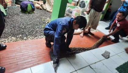 Tim Animal Rescue Damkar dan Penyelamatan Dinas Satpol PP Kota Sukabumi saat mengevakuasi ular sanca di salah satu rumah warga. Foto: Dok. HALOSMI.