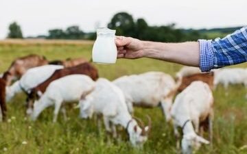 Wow! Ternyata Susu Kambing Etawa Banyak Manfaatnya Bagi Kesehatan Loh