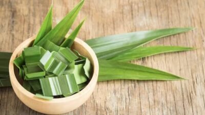 Catat! Manfaat Daun Pandan untuk Kecantikan dan Kesehatan Kulit