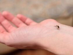 Waspada! Aroma Ini Bisa Bikin Kamu JadiTarget Nyamuk