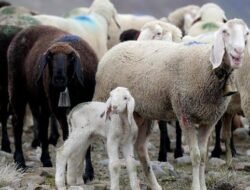 Yuk Intip Strategi Investasi Ala Nabi Muhammad  SAW