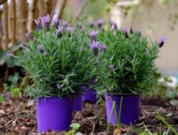 Keren Loh! Tanaman Ini Bisa Mengurangi Stres Mudah Ditanam Dirumah