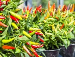 Cara Mudah Menanam Cabai Hingga subur!