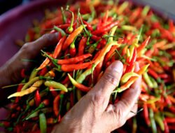 Cabai Lagi Mahal, Bumbu Pedas Ini Bisa Jadi Alternatifnya Loh!