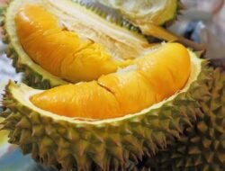 Ini Loh, Jenis Durian Terenak Asli Indonesia, Wajib Kalian Coba!