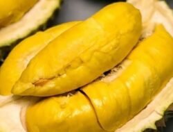 Deretan Durian Termahal di Dunia, Kalian Pernah Coba?