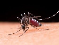 Waspada! Maraknya Penyakit Chikungunya, Yuk Kenali Cara Penularannya