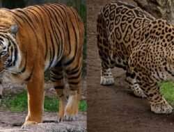 Ternyata Tak Sama! Kenali Perbedaan Macan dan Harimau: Fisik, Habitat, dan Perilaku