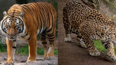 Kolase macan dan harima. FOTO: Istimewa