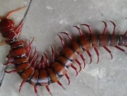 Waspada! Hewan Berbisa Ini Bisa Masuk Kerumah Saat Musim Hujan