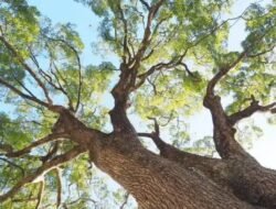 Orang Arab Ramai Pergi ke Indonesia untuk Cari Tanaman yang Disebut Al-Qur’an, Apa Itu?