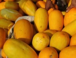 Simak! Manfaat Buah Timun Suri yang Wajib Ada di Bulan Ramadan