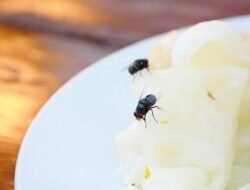 Gak Perlu Panik, Ini Cara Mudah Usir Lalat dari Rumah