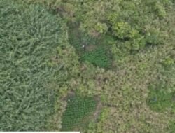 Ternyata! Dibalik Indahnya Bromo Terdapat 59 Titik Ladang Ganja