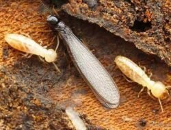 Banyak Rayap Dirumah Bikin Gak Nyaman! Ini Cara Mudah membasminya