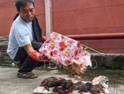 Kembali Diteror! Kini Kantor Redaksi Tempo Dapat Kiriman 6 Ekor Bangkai Tikus