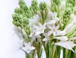 Rekomendasi Tanaman Hias yang Segar di Hari Lebaran