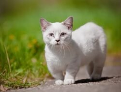 Cara Ini Efektif Usir Kucing Tanpa Menyakiti dengan Bau yang Tidak Disukai