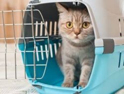 Wow! Sekarang Bisa Kirim Hewan Peliharaan Lewat Kereta Loh, Segini Tarifnya