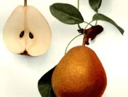 Jenis Buah yang Pernah Ada di Dunia Tapi Kini Menghilang, Apa Saja?