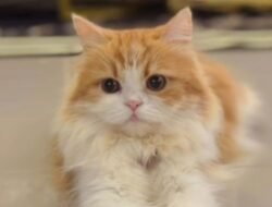 Dua Kucing Peliharaan Mati Misterius, Warga Sukabumi Resah