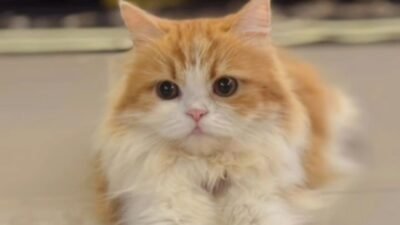 Dua Kucing Peliharaan Mati Misterius, Warga Sukabumi Resah