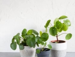 Daftar Tanaman Pembawa Hoki dan Rezeki Menurut Feng Shui