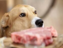 Inilah Negara yang Masih Konsumsi Daging Anjing, Indonesia Termasuk?