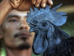 Benarkah Ayam Cemani Terkait Mistis? Ini Faktanya!