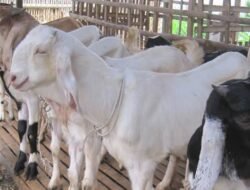 Apa Boleh Kurban dengan Hewan Betina? Ini Kata Para Ulama