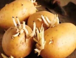 Waspada, Bahaya Makan Kentang yang Sudah Bertunas