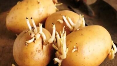 Waspada, Bahaya Makan Kentang yang Sudah Bertunas