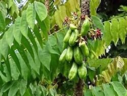 Daun Belimbing Tiba-Tiba Diburu Negara Asing, Cek Faktanya!