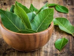 Sudah Tahu Belum, Manfaat Luar Biasa dari Daun Salam?