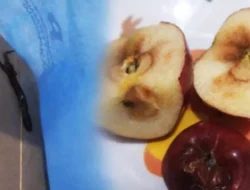 Menu Tak Layak, Operasional SPPG Citamiang Sukabumi Dihentikan Sementara